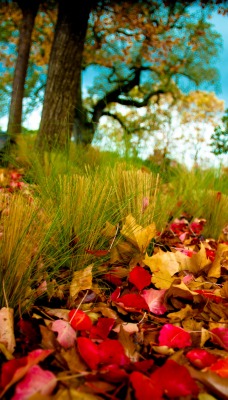 Природа лес трава листья