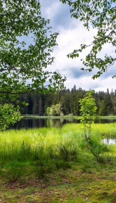 природа деревья озеро трава