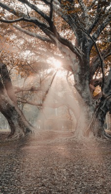 осень лучи дерево парк