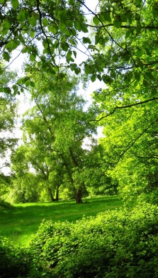 лес поляна зелень лето