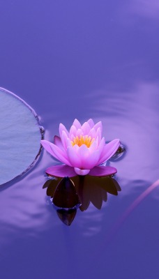кувшинка водоем фиолетовый цветок