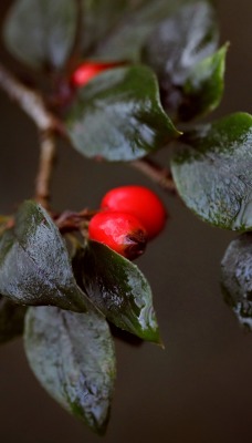 ягоды ветка красные крупный план