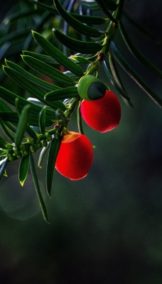 ветка ягоды красные макро