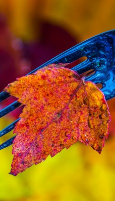 вилка лист осень
