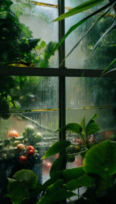 окно капли дождь сад стекло