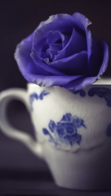 чашка цветок бутон синий