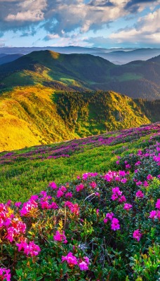 небо горы цветы поляна