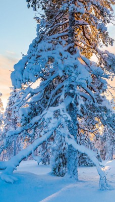 зима лес снег деревья