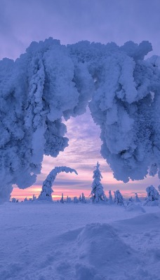 дерево арка зима снег иней