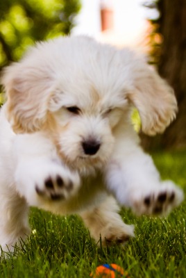 Собачка белый играет на траве