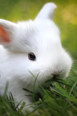 кролик трава белый