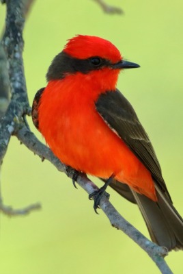 птичка красная на ветке крупный план зеленый фон