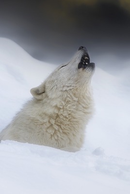 волк белый волк в снегу зима