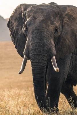 слон саванна бивни