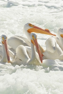 пеликаны пена море
