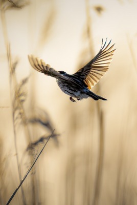 птица полет трава воробей