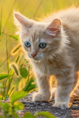 котенок лохматый рыжий