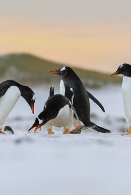 пингвины на снегу в горах