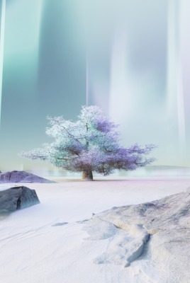 дерево лед зима свечение сияние полюс