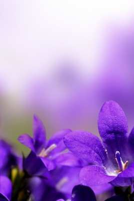 Фиолетовые цветы размытый фон