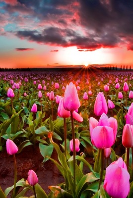 тюльпаны поле розовые закат