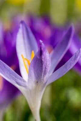 крокусы цветы фиолетовые