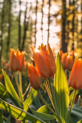 тюльпаны лес лучи солнце