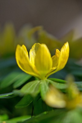 цветок желтый лепестки листья