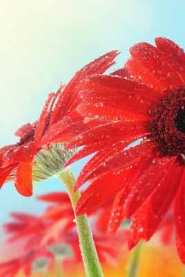 цветок красный лепестки капли макро