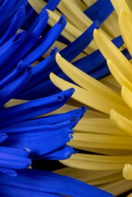 цветы желтый синий макро крупный план