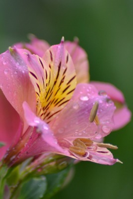 цветок розовый капли крупный план