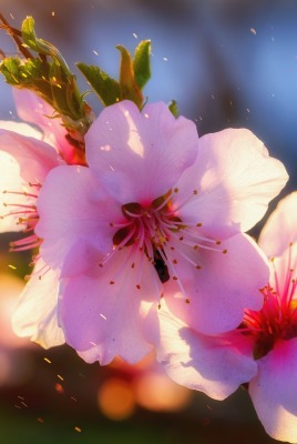 цветы розовый крупный план цветение ветка