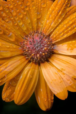 ромашка оранжевая капли цветок лепестки