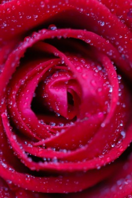 роза крупный план капли макро