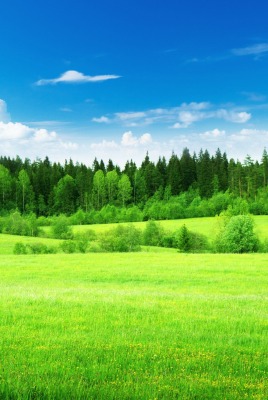 зелень лето поле лес greens summer field forest
