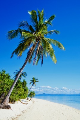 пляж пальма берег песок побережье море ясный день