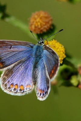 бабочка макро природа насекомое животное