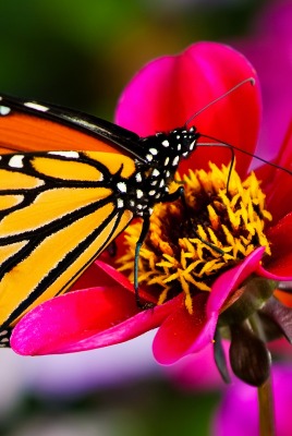 Макро бабочка на цветке