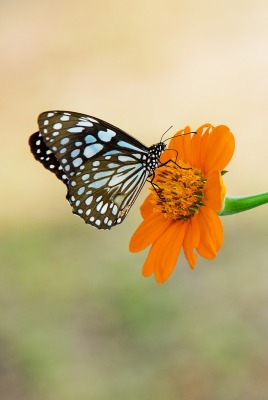 Бабочка макро на цветке