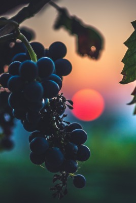 виноград гроздь макро закат