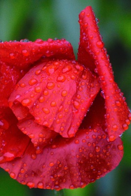 роза красная роза лепестки красные лепестки капли