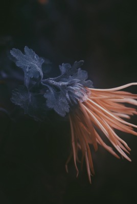 растение темнота цветок