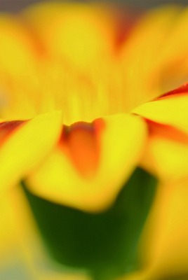 макро цветок желтый лепестки