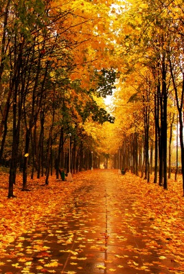 Осень аллея листья золотая