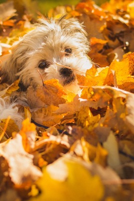 собака осень листья