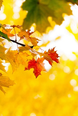 кленовые листья дерево осень солнце