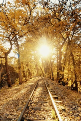 железная дорога осень деревья
