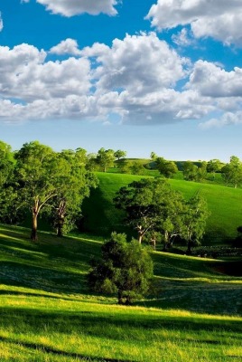 Зеленые холмы с деревьями