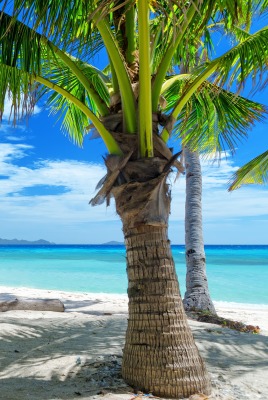 природа пальма море