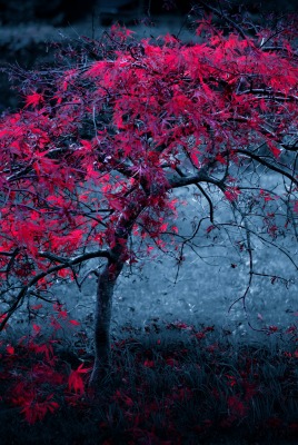 дерево красное осень tree red autumn